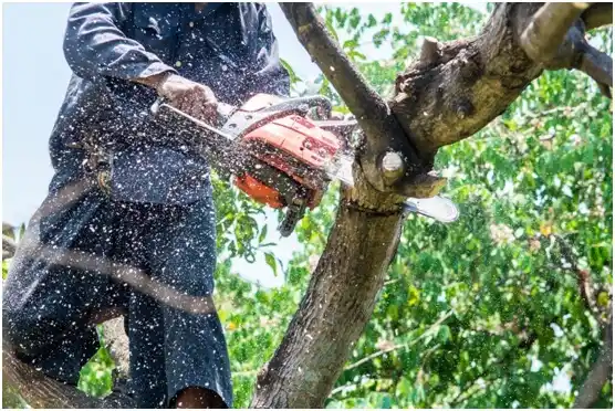 tree services Bee Cave